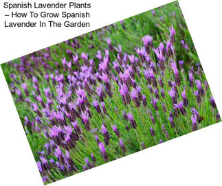 Spanish Lavender Plants – How To Grow Spanish Lavender In The Garden