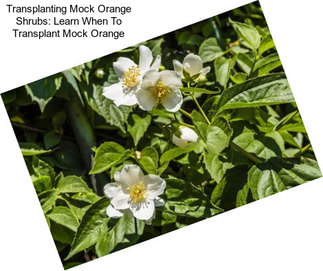 Transplanting Mock Orange Shrubs: Learn When To Transplant Mock Orange