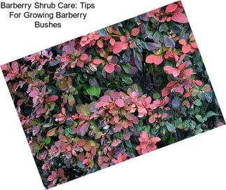 Barberry Shrub Care: Tips For Growing Barberry Bushes