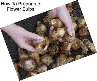 How To Propagate Flower Bulbs