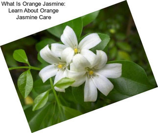 What Is Orange Jasmine: Learn About Orange Jasmine Care