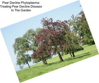 Pear Decline Phytoplasma: Treating Pear Decline Disease In The Garden