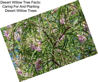 Desert Willow Tree Facts: Caring For And Planting Desert Willow Trees