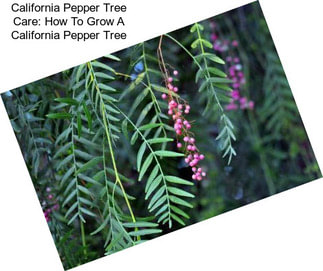 California Pepper Tree Care: How To Grow A California Pepper Tree