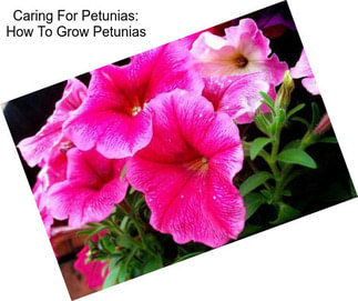 Caring For Petunias: How To Grow Petunias