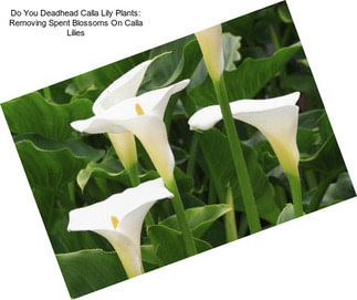 Do You Deadhead Calla Lily Plants: Removing Spent Blossoms On Calla Lilies