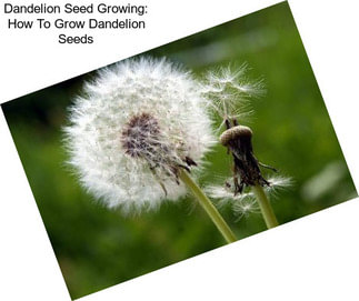 Dandelion Seed Growing: How To Grow Dandelion Seeds