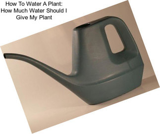 How To Water A Plant: How Much Water Should I Give My Plant