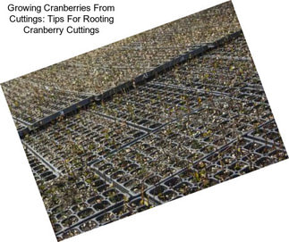Growing Cranberries From Cuttings: Tips For Rooting Cranberry Cuttings