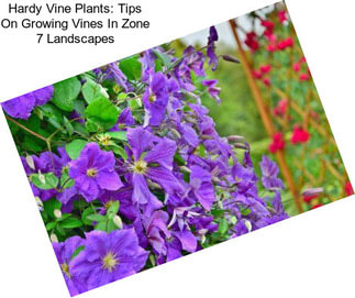 Hardy Vine Plants: Tips On Growing Vines In Zone 7 Landscapes