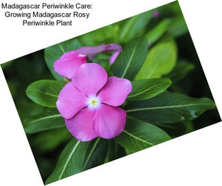 Madagascar Periwinkle Care: Growing Madagascar Rosy Periwinkle Plant