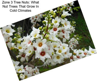 Zone 3 Tree Nuts: What Nut Trees That Grow In Cold Climates