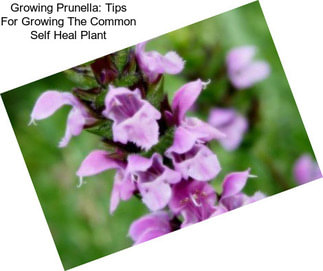 Growing Prunella: Tips For Growing The Common Self Heal Plant