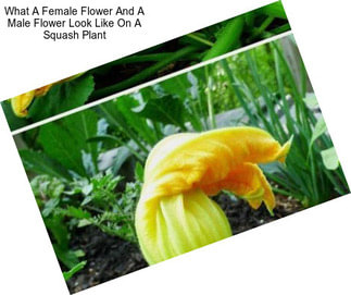 What A Female Flower And A Male Flower Look Like On A Squash Plant