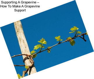 Supporting A Grapevine – How To Make A Grapevine Support