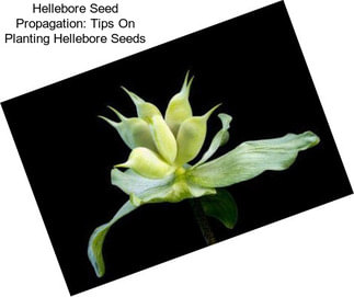 Hellebore Seed Propagation: Tips On Planting Hellebore Seeds