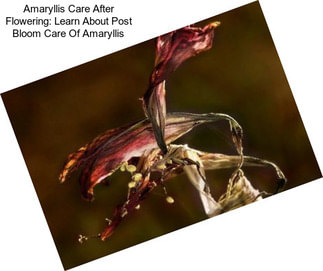 Amaryllis Care After Flowering: Learn About Post Bloom Care Of Amaryllis