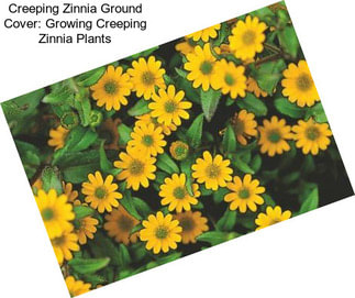 Creeping Zinnia Ground Cover: Growing Creeping Zinnia Plants