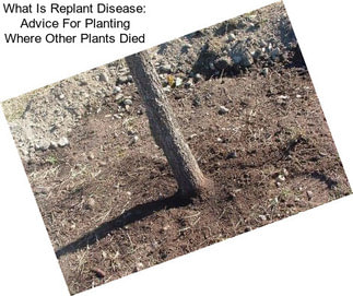 What Is Replant Disease: Advice For Planting Where Other Plants Died