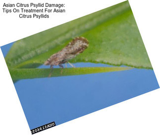 Asian Citrus Psyllid Damage: Tips On Treatment For Asian Citrus Psyllids