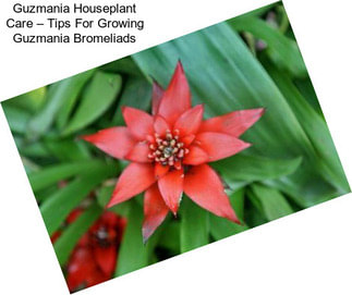 Guzmania Houseplant Care – Tips For Growing Guzmania Bromeliads