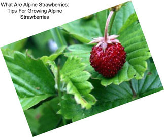 What Are Alpine Strawberries: Tips For Growing Alpine Strawberries