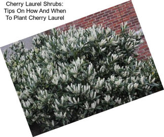 Cherry Laurel Shrubs: Tips On How And When To Plant Cherry Laurel