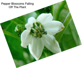 Pepper Blossoms Falling Off The Plant