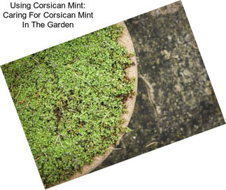 Using Corsican Mint: Caring For Corsican Mint In The Garden