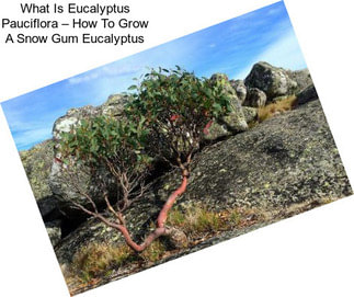 What Is Eucalyptus Pauciflora – How To Grow A Snow Gum Eucalyptus