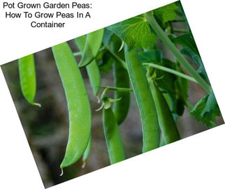 Pot Grown Garden Peas: How To Grow Peas In A Container