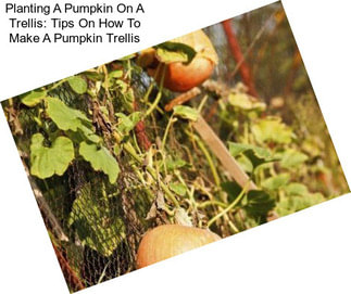 Planting A Pumpkin On A Trellis: Tips On How To Make A Pumpkin Trellis