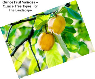 Quince Fruit Varieties – Quince Tree Types For The Landscape