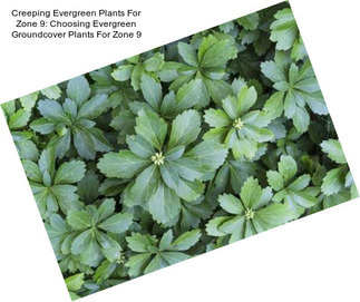 Creeping Evergreen Plants For Zone 9: Choosing Evergreen Groundcover Plants For Zone 9