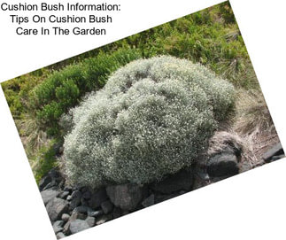 Cushion Bush Information: Tips On Cushion Bush Care In The Garden