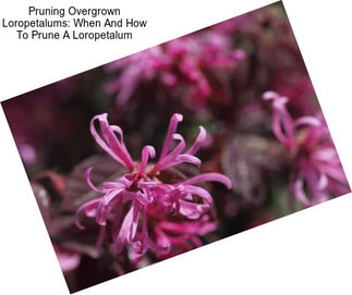 Pruning Overgrown Loropetalums: When And How To Prune A Loropetalum