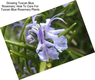 Growing Tuscan Blue Rosemary: How To Care For Tuscan Blue Rosemary Plants