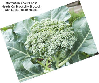 Information About Loose Heads On Broccoli – Broccoli With Loose, Bitter Heads
