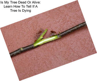 Is My Tree Dead Or Alive: Learn How To Tell If A Tree Is Dying