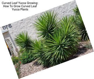 Curved Leaf Yucca Growing: How To Grow Curved Leaf Yucca Plants