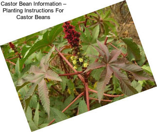 Castor Bean Information – Planting Instructions For Castor Beans