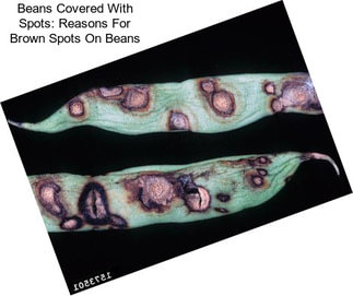 Beans Covered With Spots: Reasons For Brown Spots On Beans