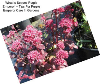 What Is Sedum ‘Purple Emperor\' – Tips For Purple Emperor Care In Gardens