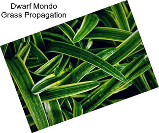 Dwarf Mondo Grass Propagation