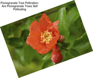 Pomegranate Tree Pollination: Are Pomegranate Trees Self Pollinating