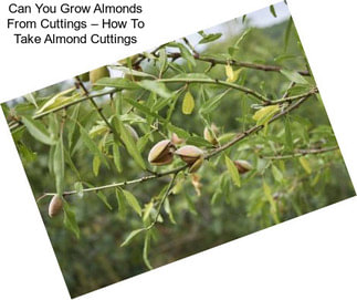 Can You Grow Almonds From Cuttings – How To Take Almond Cuttings