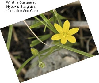 What Is Stargrass: Hypoxis Stargrass Information And Care