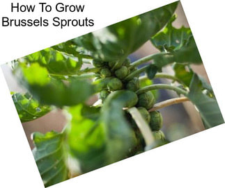 How To Grow Brussels Sprouts