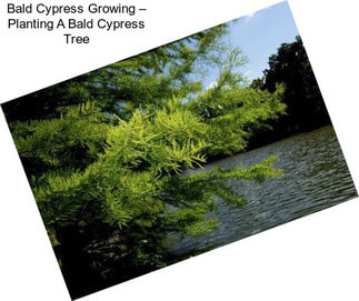 Bald Cypress Growing – Planting A Bald Cypress Tree