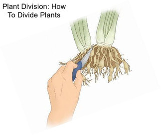 Plant Division: How To Divide Plants